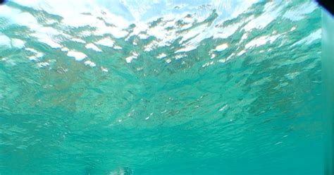Salt Life Blog Bahamas Underwater World In Pictures