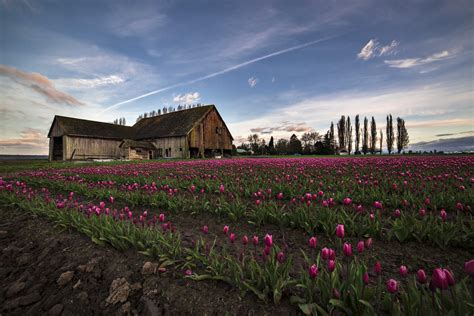 Skagit Valley Tulips 2015 North Western Images Photos By Andy Porter