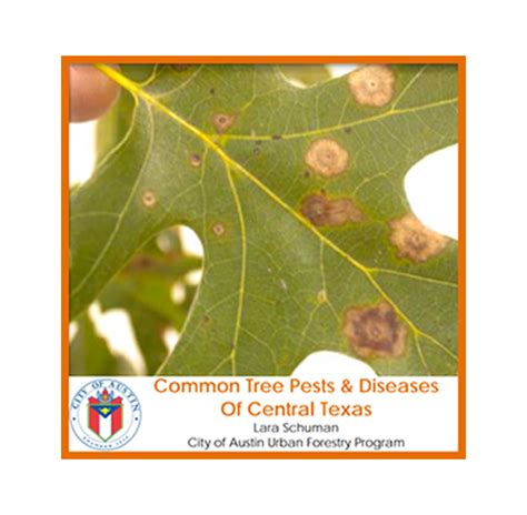 Common Tree Pests And Diseases Of Central Texas Heritage Tree Care