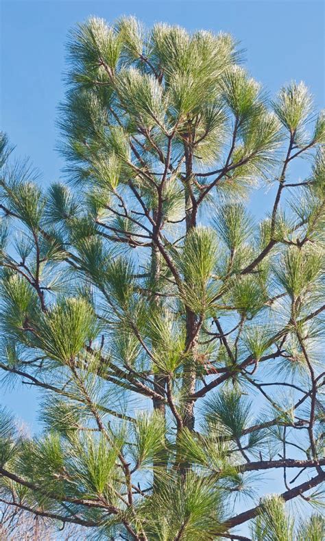 Alabama State Tree Longleaf Pine