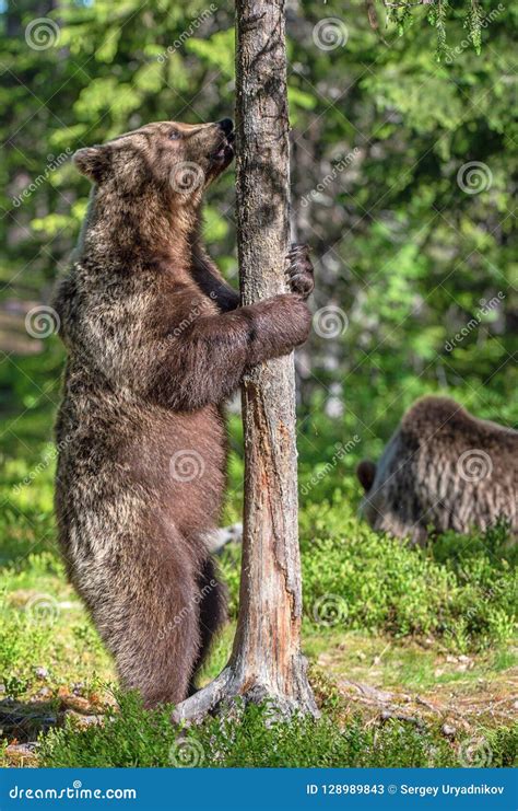 Brown Bear Standing On His Hind Legs In Summer Forest Stock Image