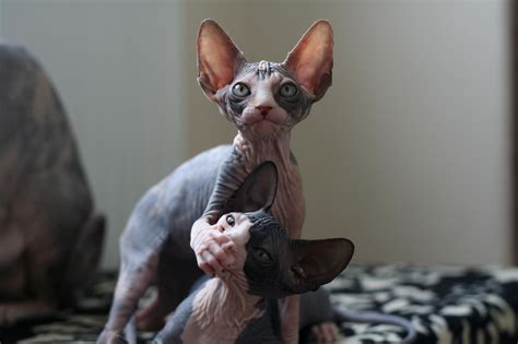 738992 Cats Sphynx Cat Sitting Parquetry White Rare Gallery Hd Wallpapers