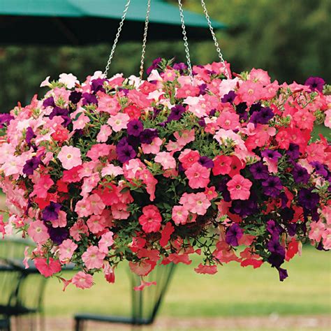 Unbelievable Wave Petunia Baskets Low Sun Hanging Plants