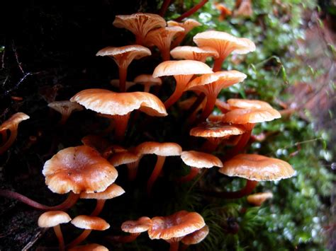 Raincountry More Fall Mushrooms