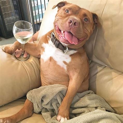 Dog Cant Stop Smiling After Being Adopted Meaty The Pitbull 12