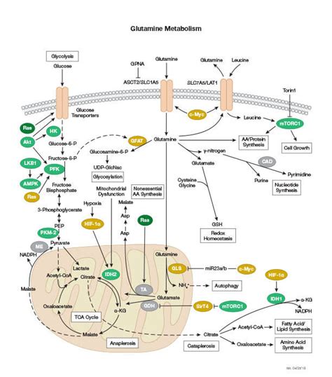 They occur in many different forms, like sugars and dietary fibre, and in many different foods, such as whole grains, fruit and vegetables. Overview of Metabolism | Cell Signaling Technology