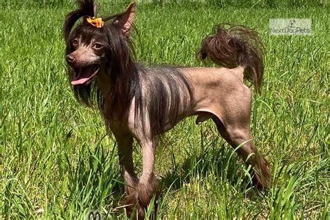 Richie Chinese Crested Puppy For Sale Near Ukraine 5b0d951c 5181
