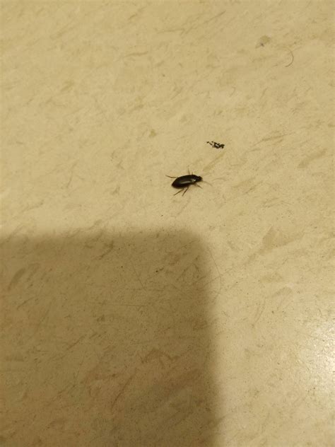 Carpet Beetle Found In My Bathroom Whatsthisbug