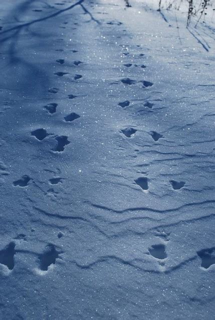 Animal Tracks In The Snow Flickr Photo Sharing