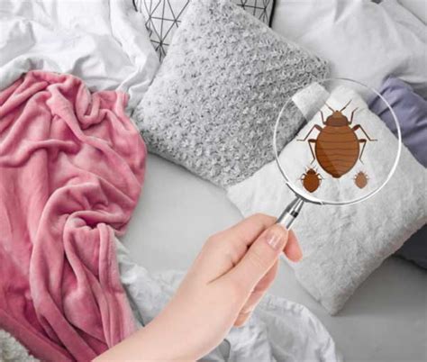 A bed sheet transforms the look of a bedroom in a beautiful way. Do I Have Bed Bugs? | Signs of Bed Bugs in Chicago IL and IN