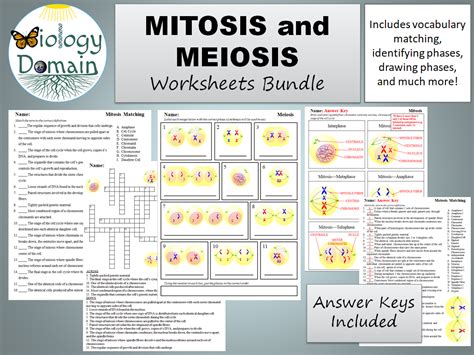 Mitosis And Meiosis Worksheet Bundle Teaching Resources