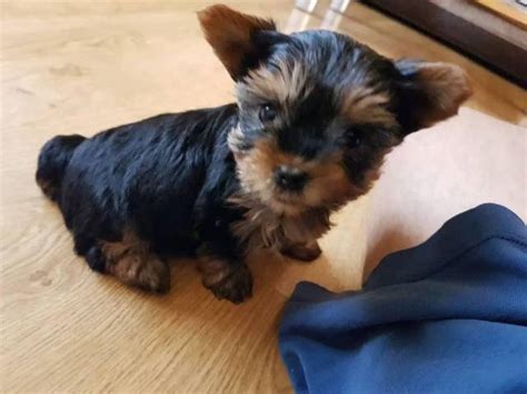 adoption  standing teacup yorkshire terrier puppies   homing contact