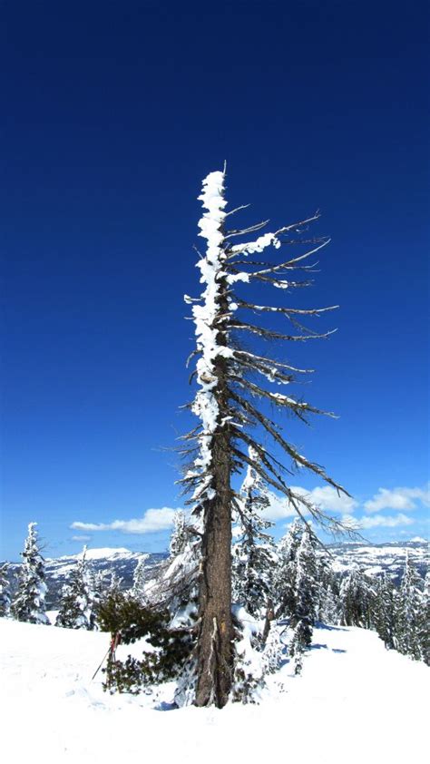 Free Images Tree Nature Mountain Snow Winter Sky Weather