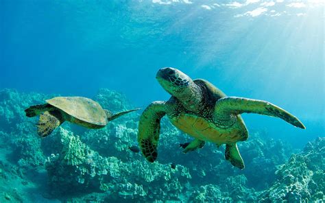 Download Hawaii Animal Sea Turtle Hd Wallpaper