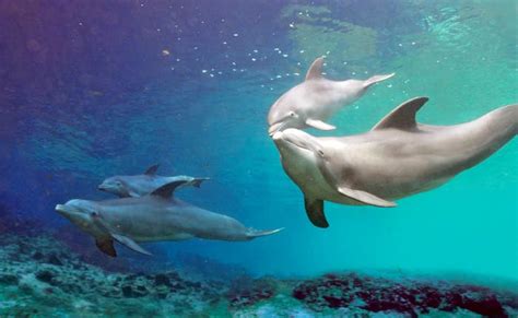 Baby Dolphins Dolphin Quest