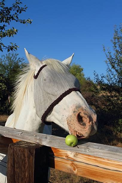 Best Horse Eating Apple Stock Photos Pictures And Royalty Free Images