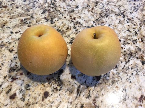 Apple Pear In Costco General Fruit Growing Growing Fruit