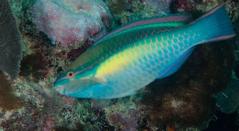 Facts About Parrotfish And Coral Reefs