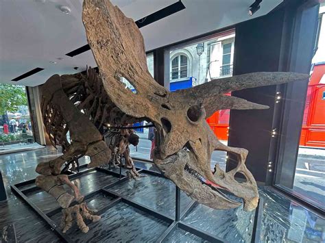 Worlds Biggest Triceratops Skeleton Up For Auction