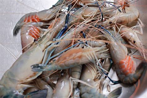 Toidukauplused ja supermarketidlähedal ettevõttele restoran udang galah teluk intan. Udang Galah Teluk Intan Kembali