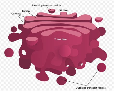 The Golgi Apparatus Principles Of Biology