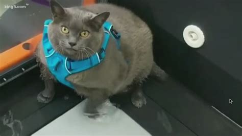 Hilarious Video Fat Cat On Treadmill Goes Viral
