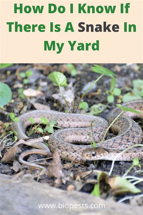 What Do Yard Snakes Eat