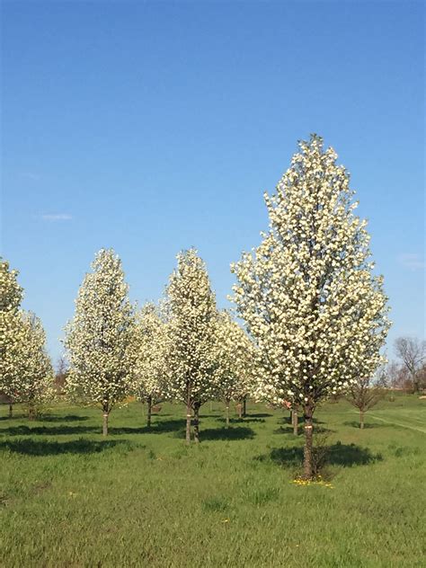 Instant Shade Trees In Bloom The Cleveland Pear Tree Is A Fast Growing