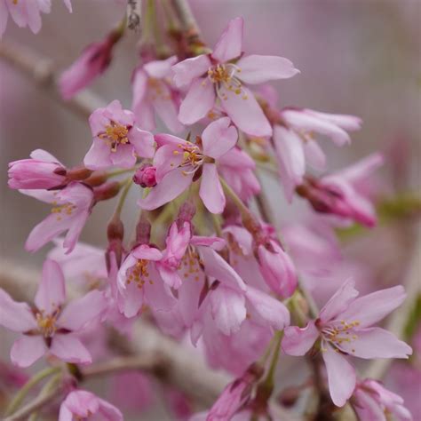 PINK SNOW SHOWERS Flowering Cherry Proven Winners ColorChoice