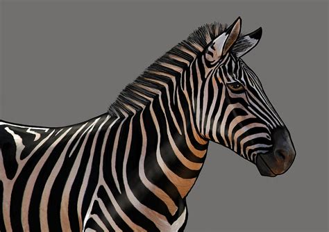 Zebra Portrait Painting By Judy Link Cuddehe Fine Art America