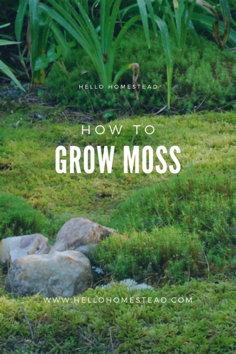 How To Grow Moss Growing Moss Moss Garden Moss Lawn