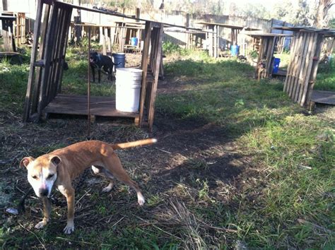 Pit Bull Terriers Rescued From Suspected Dog Fighting Ring In Plant