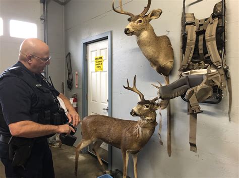 During Deer And Elk Hunting Seasons Oregon State Police Wildlife