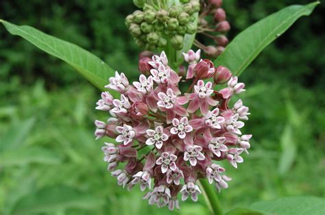 How To Stratify Milkweed Seeds Storables