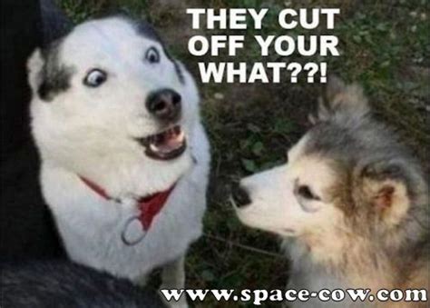 Funny Shocked Animals Shocked Dog Funny Animals Picture