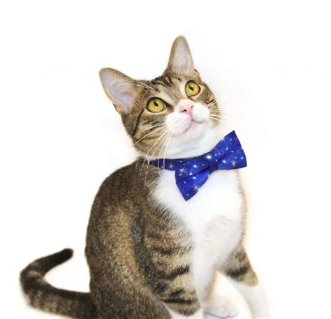 Cats in Bow Ties - Modern Cat