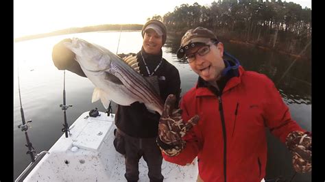 Striper Fishing Lake Ouachita Youtube