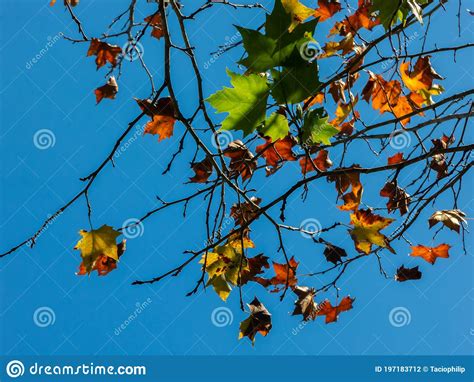 Autumn Maple Leaves In Backlight With Blue Sky Stock Photo Image Of
