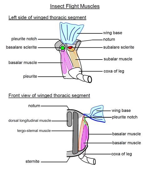 Fly Muscle Anatomy