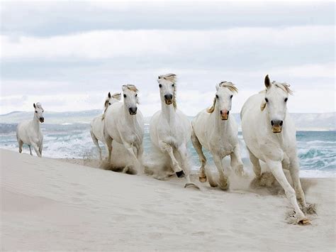 Free Download Hd Wallpaper Six White Horses Running Sand Herd