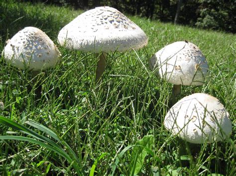 Wildwood Mo Wild Mushrooms In My Yard Photo Picture Image