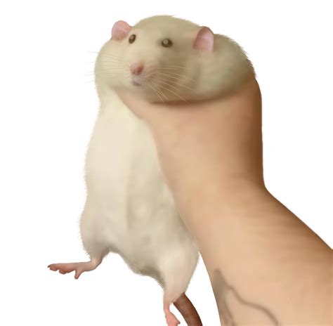 Hamster Meme Png Transparent Hamster Memes Clean 500 X 486 Png 196