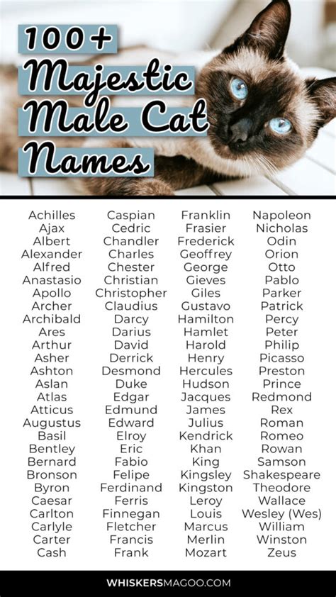 100 Majestic Names For Male Cats Whiskers Magoo
