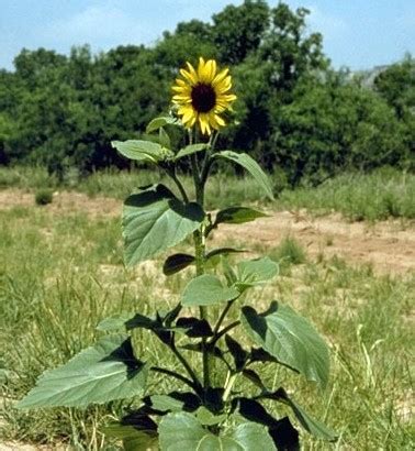 Learn how to grow sunflower seeds and plants in your home garden. How to Plant and Maintain Sunflowers in Containers ...
