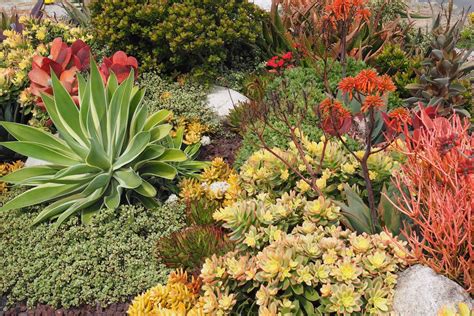 A Colorful Succulent Garden To Copy Debra Lee Baldwin