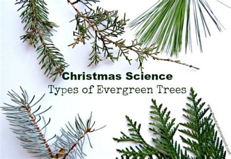 Learn About The Types Of Evergreen Trees Lesson Plans