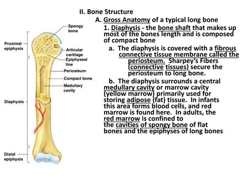 Ppt Skeletal System Powerpoint Presentation Free Download Id7021192