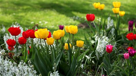 Cuidado De Tulipanes Consejos Para La Floración Y Conservación De