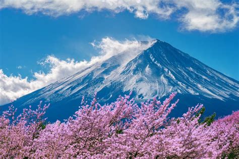 Cherry Blossoms In Spring Chureito Pagoda And Fuji Mountain In Japan