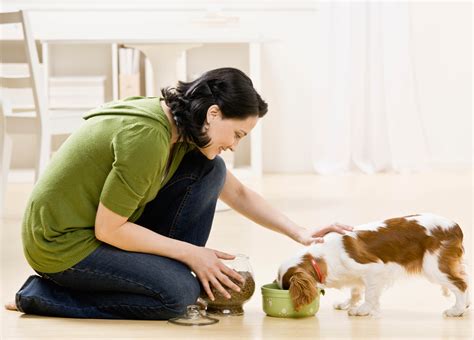 Prevent Your Dogs Resource Guarding Behaviour Australian Dog Lover